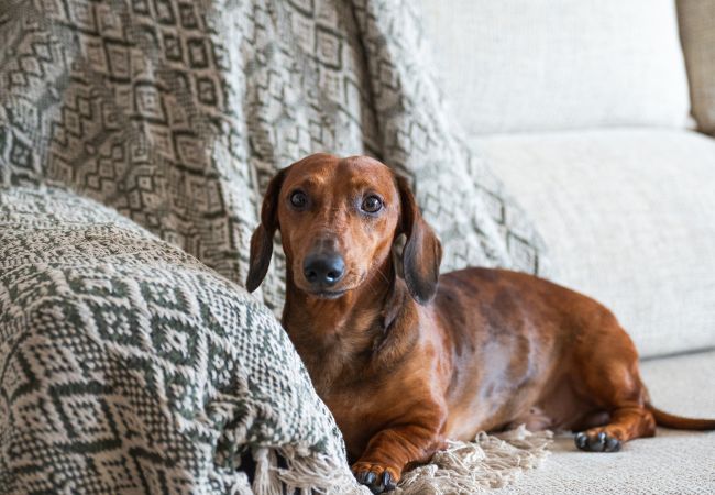 Apartment in Güimar - Family Relax: Terrace & Pool in Güímar Apartment in Güimar - Family Relax: Terrace & Pool in Güímar